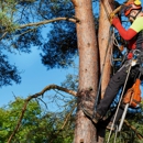 Forestry Tree Care - Tree Service