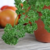 The Rio Tomato gallery