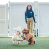 DogiZone gallery