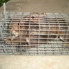 Watford's Nuisance Wildlife Trapping, LLC gallery