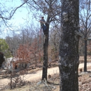 Affordable Tree Service - Tree Service