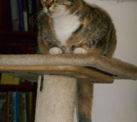 Dr Heidi's Mobile Veterinary Service - Bundaberg, QLD. Miss Chievious