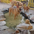 Rios Pet Spa and Boarding - Pet Boarding & Kennels