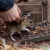 Amco Pest Services Inc gallery