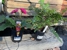 Benaraby Junction Nursery - Nurseries - Retail