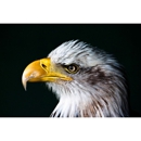 Highlander Political Strategies - Telecommunications Services