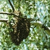 bee swarm removal gallery