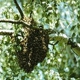 BEE SWARM REMOVAL