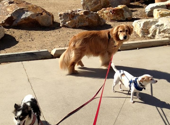 Del Mar Doggers dog walking, dog sitting, overnight stays - Del Mar, CA