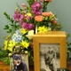 Harthaven Pet Cremation Services