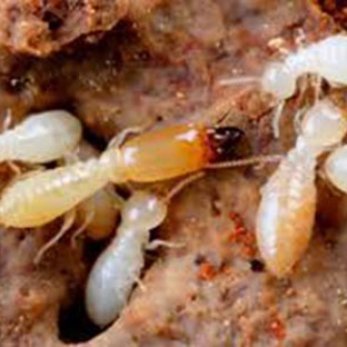 Carters Pest Control - Yarrawonga, VIC