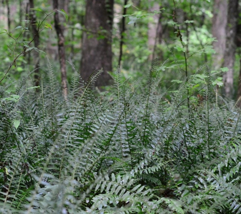 Chickasaw State Park - Henderson, TN