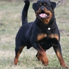 Von Herrschaft Rottweilers, LLC gallery