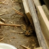 O&R Pest Control Services gallery