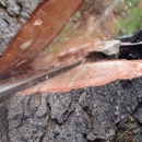 Jim's Tree Service - Tree Service