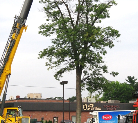 bedford tree service llc - Bedford, NH