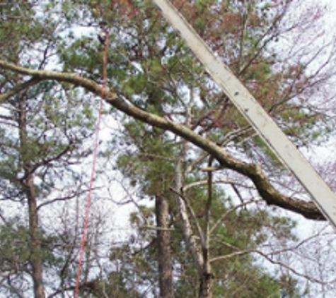 Serious Tree Services - Powder Springs, GA