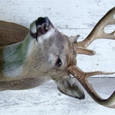 Cummings Wildlife Studio - Taxidermists
