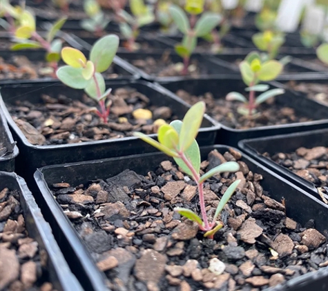 Neangar Nursery - Eaglehawk, VIC