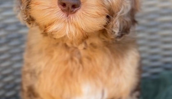 Loving Labradoodles - Morgan Hill, CA