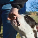 Dog Trainer College - Pet Training