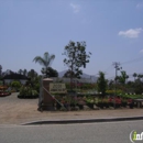 Rancho San Diego Nursery Inc - Nurseries-Plants & Trees