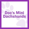 Docs Mini Dachshunds gallery