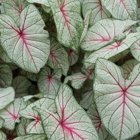 Joyner's Caladiums