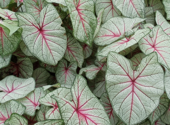 Joyner's Caladiums - Lake Placid, FL