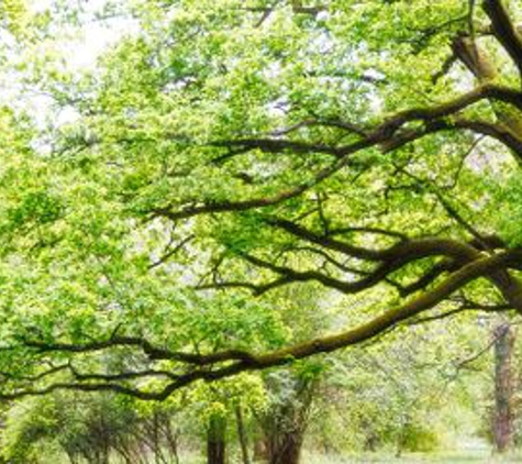 Modern Tree Surgery - Advance, NC