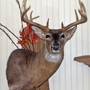 Sportmaster Taxidermy