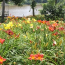 'Daylily of English Garden (Flowers)' - Garden Centers