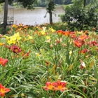 'Daylily of English Garden (Flowers)'