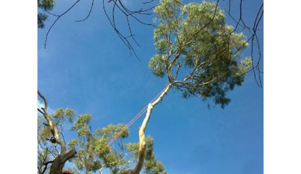 Simpson Trees & Stumps - Alfredton, VIC