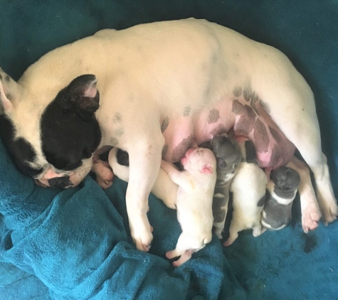 Tralinka French Bulldogs - Muchea, WA