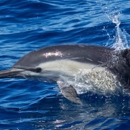 Davey's Locker Sport Fishing & Whale Watching - Fishing Charters & Parties