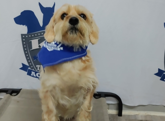 The K9 Training Academy West Palm Beach - West Palm Beach, FL. Sitting pretty at the K9 Training Academy West Palm Beach!