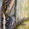 Speedy Wildlife Removal gallery
