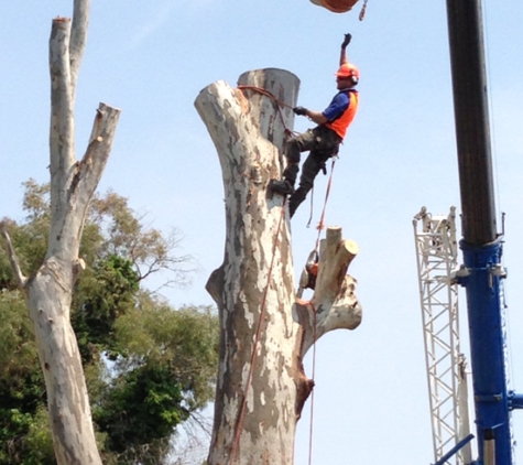 Kendall's Tree Service - Lake Albert, NSW. tree surgeon wagga