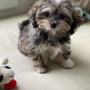 Royal Flush Havanese