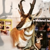 Hunter's Taxidermy gallery