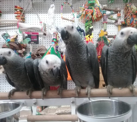 Tropic Island Bird And Supply - San Diego, CA. African Grey Parrot Babies at Tropic Island Bird - August 2017