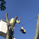 Moyer's Tree Services - Tree Service