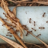 F&W Pest Control gallery
