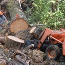 Riccabona's Landscape & Tree Service - Stump Removal & Grinding