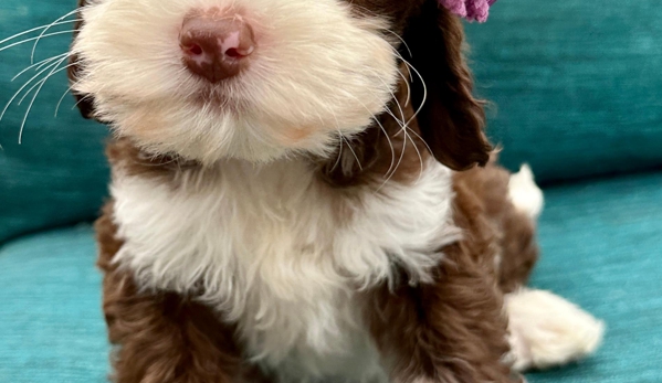 Loving Labradoodles - Morgan Hill, CA