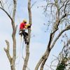 Monster Tree Service gallery