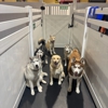 Metro Dog gallery