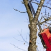 AMG Lawn & Tree Services Inc gallery
