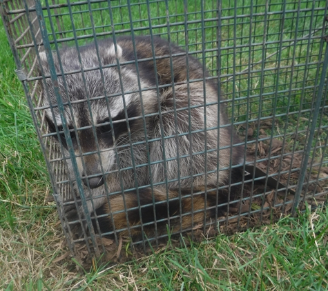 Sullivan's Nuisance Animal Control - Ortonville, MI